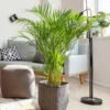 Areca Palm Tree -RootedLife Shop Areca Palm BB 600x600 a4054546 2679 4270 ada4 ab7be57fb633