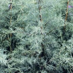 Drought-Tolerant Evergreen Tree -RootedLife Shop Arizona Cypress 10