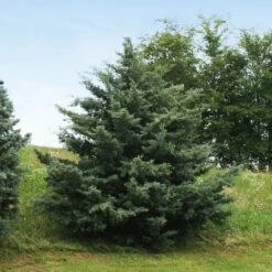 Drought-Tolerant Evergreen Tree -RootedLife Shop Arizona Cypress 6 BB