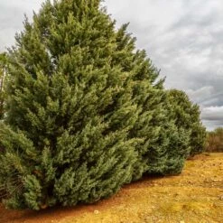 Drought-Tolerant Evergreen Tree -RootedLife Shop Arizona Cypress 7