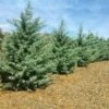 Drought-Tolerant Evergreen Tree -RootedLife Shop Arizona Cypress BB 600x600 93bc7bde 3f35 436f 8619 e0ccf1c0fbdb