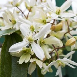 Armandii Clematis Vine -RootedLife Shop Armondii Clematis 2 BB