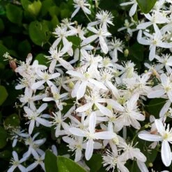 Armandii Clematis Vine -RootedLife Shop Armondii Clematis 4