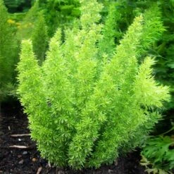 Myers Asparagus Fern Plant -RootedLife Shop Asparagus Fern Foxtail 2