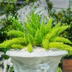 Myers Asparagus Fern Plant -RootedLife Shop Asparagus Fern Foxtail 3