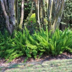 Myers Asparagus Fern Plant -RootedLife Shop Asparagus Fern Foxtail 5 BB