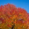 Autumn Purple Ash Tree 1 Autumn Purple Ash Tree -RootedLife Shop Autumn Purple ash BB 600x00 a97f418c e702 4ed4 8b56 4d74b0914e1e