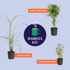 Sugar Cane Plant -RootedLife Shop BB Barista Kit Graphic bf96e259 588e 46bc a2a2 9ef59079922d