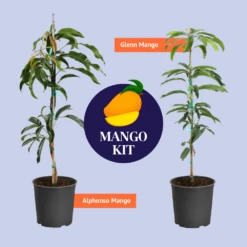 Mango Kit -RootedLife Shop BB MangoKitGraphic