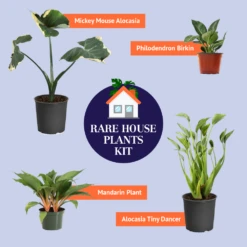 Rare House Plant Kit 11 Rare House Plant Kit -RootedLife Shop BB RareHousePlantKitGraphic