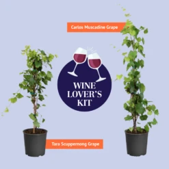 Wine Lover's Kit 9 Wine Lover's Kit -RootedLife Shop BB WineLoversKitGraphic