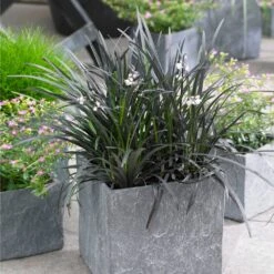 Black Mondo Grass 8 Black Mondo Grass -RootedLife Shop BLack Mondo Grass 1 BB