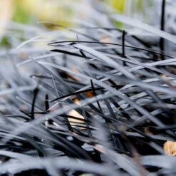 Black Mondo Grass 9 Black Mondo Grass -RootedLife Shop BLack Mondo Grass 2 BB