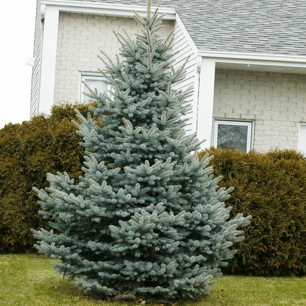 Baby Blue Spruce Tree 5 Baby Blue Spruce Tree - Image 3