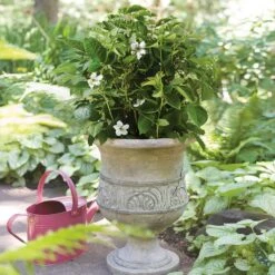 Bushel And Berry® Baby Cakes Blackberry® Bush -RootedLife Shop Baby Cakes Blackberry 1