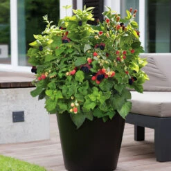 Bushel And Berry® Baby Cakes Blackberry® Bush -RootedLife Shop Baby Cakes Blackberry 3