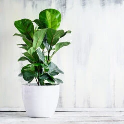 New Apartment House Plant Kit 12 New Apartment House Plant Kit -RootedLife Shop Bambino FIddleLeafFIg 3 BB d91e7f2d fb00 4ad2 b3b8 582940e8523d