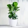 Bambino Fiddle Leaf Fig -RootedLife Shop Bambino FIddleLeafFIg BB 600x600 5bcae5fe 8397 4d12 8c99 c1a5d23720c3