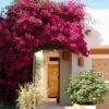 Barbara Karst Bougainvillea 2 Barbara Karst Bougainvillea -RootedLife Shop Barbera Karst Bougainvillea 600x600 11516fc5 d1fe 49cc 90b3 95b8d0196ed1