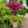 Pink Bougainvillea Tree -RootedLife Shop Barbera Karst Bougainvillea BB TREE 600x600 cadb0fd7 aa73 4c7b b0a8 e948fa2f2cb4