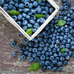 Biloxi Blueberry Bush -RootedLife Shop Biloxi Blueberry 1