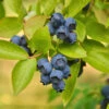 Biloxi Blueberry Bush -RootedLife Shop Biloxi Blueberry 600x600 4b59ba12 0c7d 42b9 927e 43216bfc9ff9