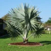 Bismarck Palm Tree -RootedLife Shop Bismark palm BB 600x600 ecb3639d d186 436a b107 1179a34db136