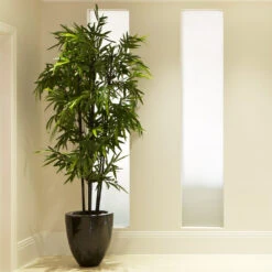 Black Bamboo Plant -RootedLife Shop Black Bamboo 2