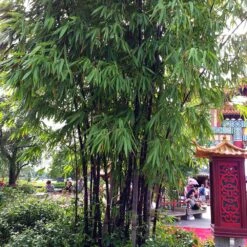 Black Bamboo Plant -RootedLife Shop Black Bamboo 6 BB