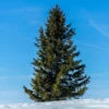 Black Hills Spruce Tree -RootedLife Shop Black Hills Spruce BB 600x600 803ec661 f5c0 4e19 a451 6bd222019a9b