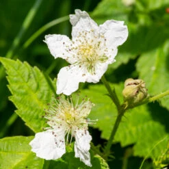 Black Satin Thornless Blackberry -RootedLife Shop Black Satin Blackbery 4