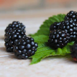 Black Satin Thornless Blackberry -RootedLife Shop Black Satin Blackbery 5