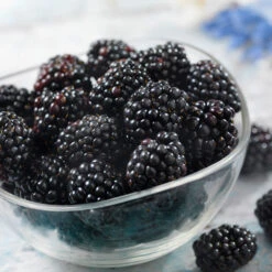 Black Satin Thornless Blackberry -RootedLife Shop Black Satin Blackbery 6 BB