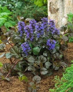 Front Page -RootedLife Shop Black Scallop Ajuga 400 1