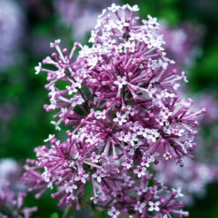 Bloomerang Purple Lilac Tree -RootedLife Shop Bloomerang Lilac Shrub 4 BB 52479a65 b9ec 42da bf90 46a44dee596f