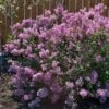 Bloomerang® Purple Reblooming Lilac Shrub -RootedLife Shop Bloomerang Lilac Shrub BB 600x600 1c99c1a7 44b0 4e9c 8820 7417ab6414a0