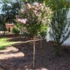 Bloomerang Purple Lilac Tree 1 Bloomerang Purple Lilac Tree -RootedLife Shop Bloomerang Lilac Tree BB 600x600 8ac9e5eb 7129 42bc 9ff3 2c46c8589eaa