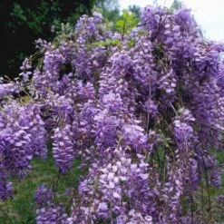 Blue Moon Wisteria Vine -RootedLife Shop Blue Moon Wisteris 1