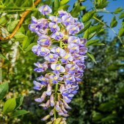 Blue Moon Wisteria Vine -RootedLife Shop Blue Moon Wisteris 2