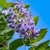 Blue Moon Wisteria Vine 1 Blue Moon Wisteria Vine -RootedLife Shop Blue Moon Wisteris BB 600x600 3c2e6f1d c534 4a18 aa76 8757bb4b0642