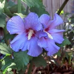 Azurri Blue Satin® Rose Of Sharon Althea Tree -RootedLife Shop Blue Satin Rose Of Sharon Tree 2