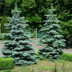 Blue Wonder Spruce Tree 8 Blue Wonder Spruce Tree -RootedLife Shop Blue Wonder Spruce 2
