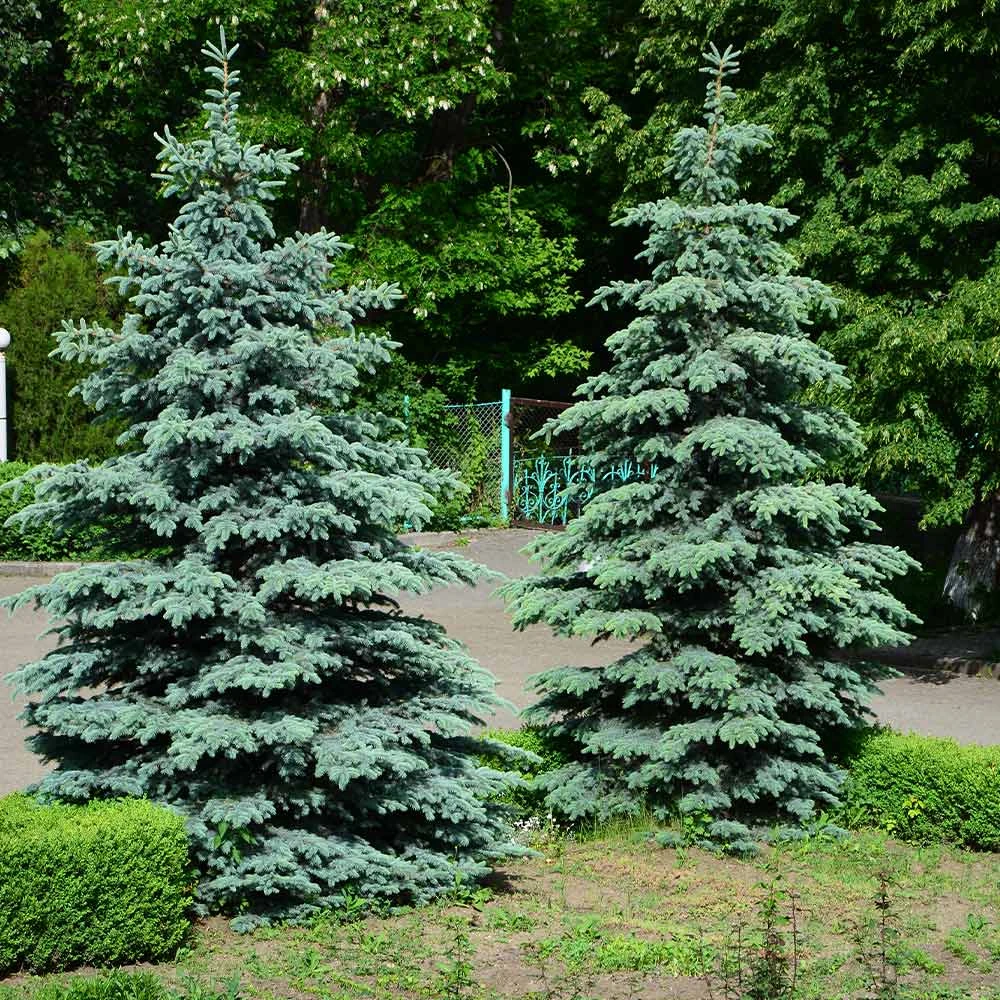 Blue Wonder Spruce Tree 5 Blue Wonder Spruce Tree - Image 3
