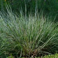 Blues Little Bluestem Grass -RootedLife Shop Bluestem Grass The Blues 4