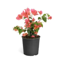 Sundown Orange Bougainvillea -RootedLife Shop Bougainvillea Sundown 6qt 90260a3d ed7a 4c91 bf47 708579dde6ad