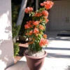 Sundown Orange Bougainvillea 2 Sundown Orange Bougainvillea -RootedLife Shop Bougainvillea Sundown BB 600x600 742c2a64 0469 4905 a578 b9fda646a118