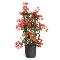 Sundown Orange Bougainvillea -RootedLife Shop Bougainvillea Sundown TR