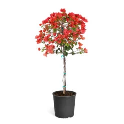 Sundown Orange Bougainvillea -RootedLife Shop Bougainvillea Sundown tree