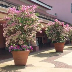 Imperial Thai Delight Bougainvillea 7 Imperial Thai Delight Bougainvillea -RootedLife Shop Bougainvillea Thai 2