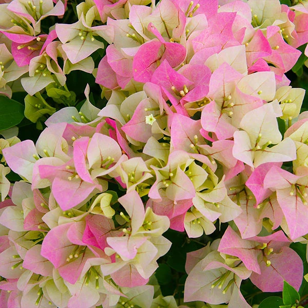 Imperial Thai Delight Bougainvillea 3 Imperial Thai Delight Bougainvillea